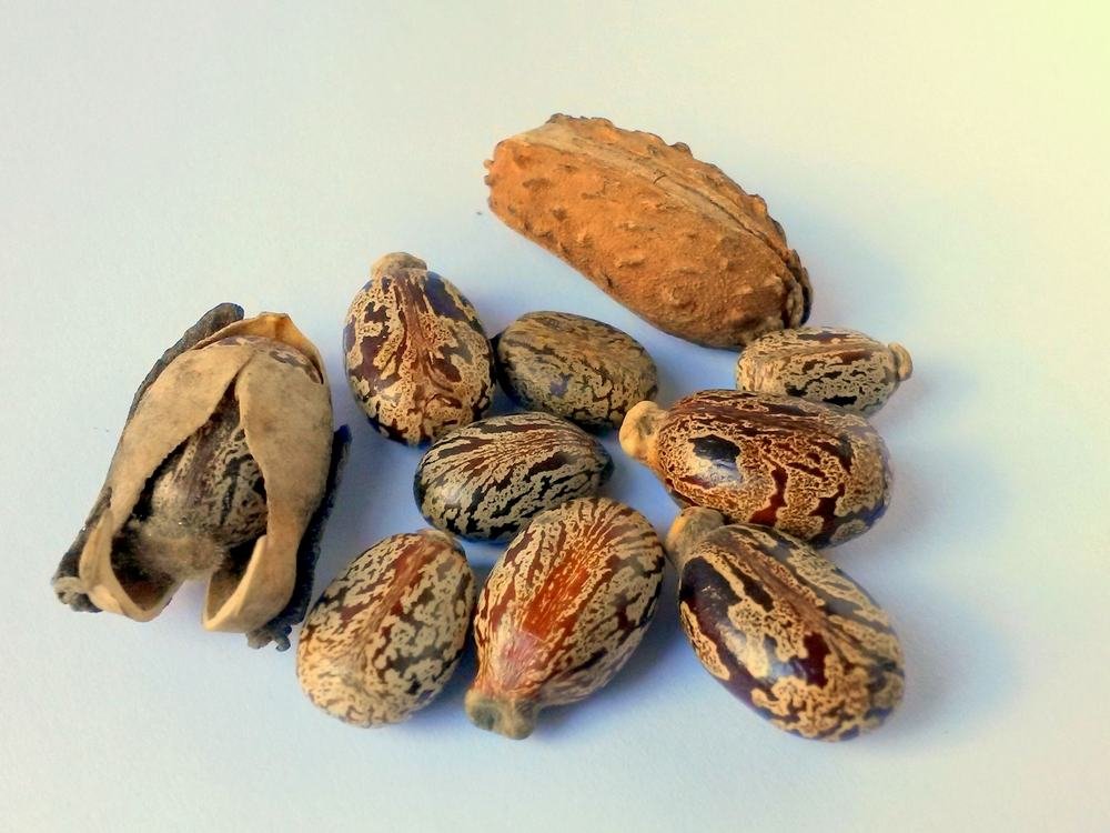 Castor Oil